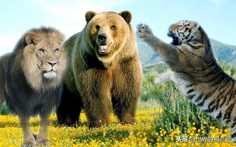 老虎狮子豹子大猩猩棕熊熊猫,老虎狮子和棕熊打架谁会赢