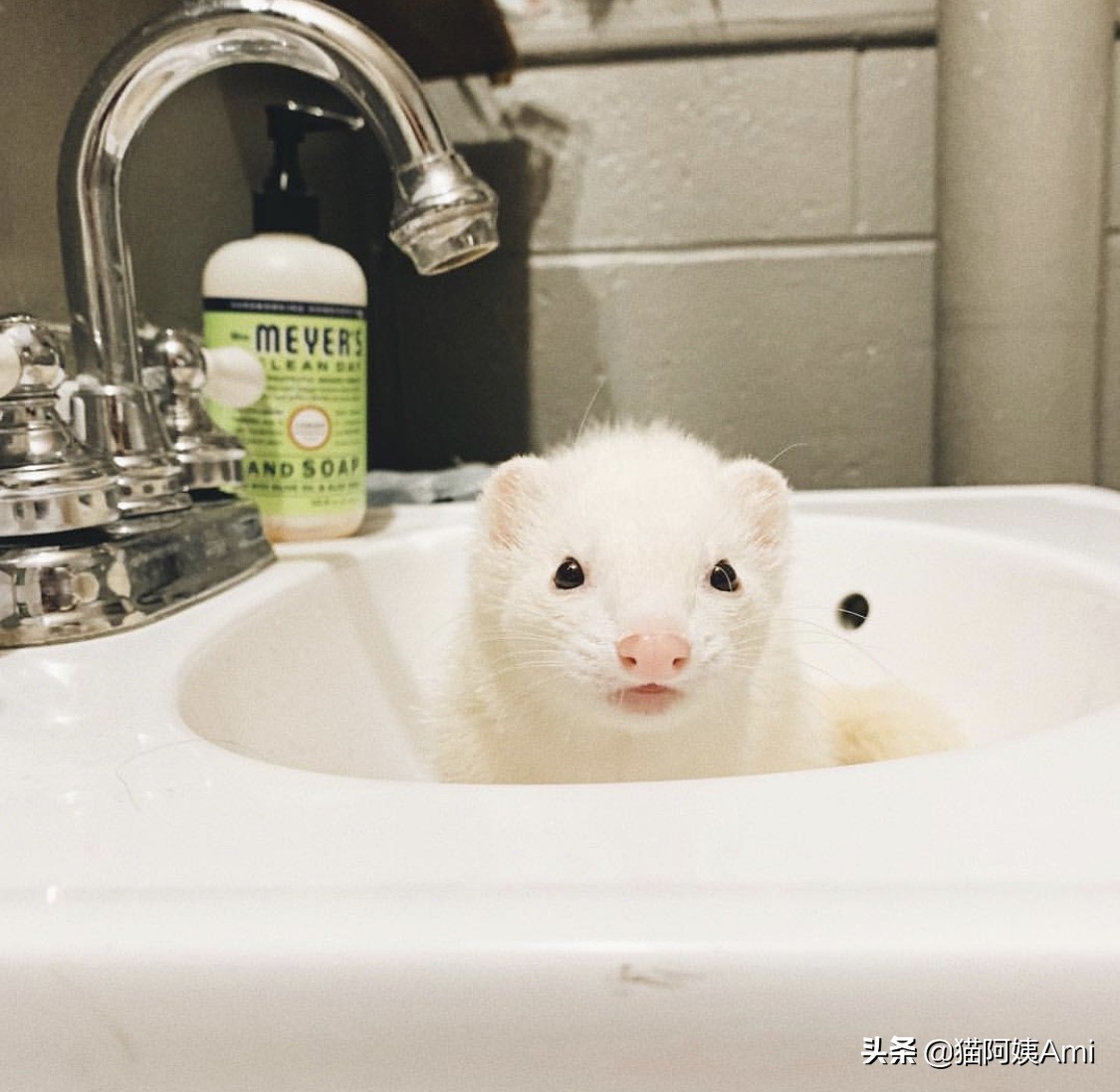 养只雪狐当宠物,宠物雪貂怎么养