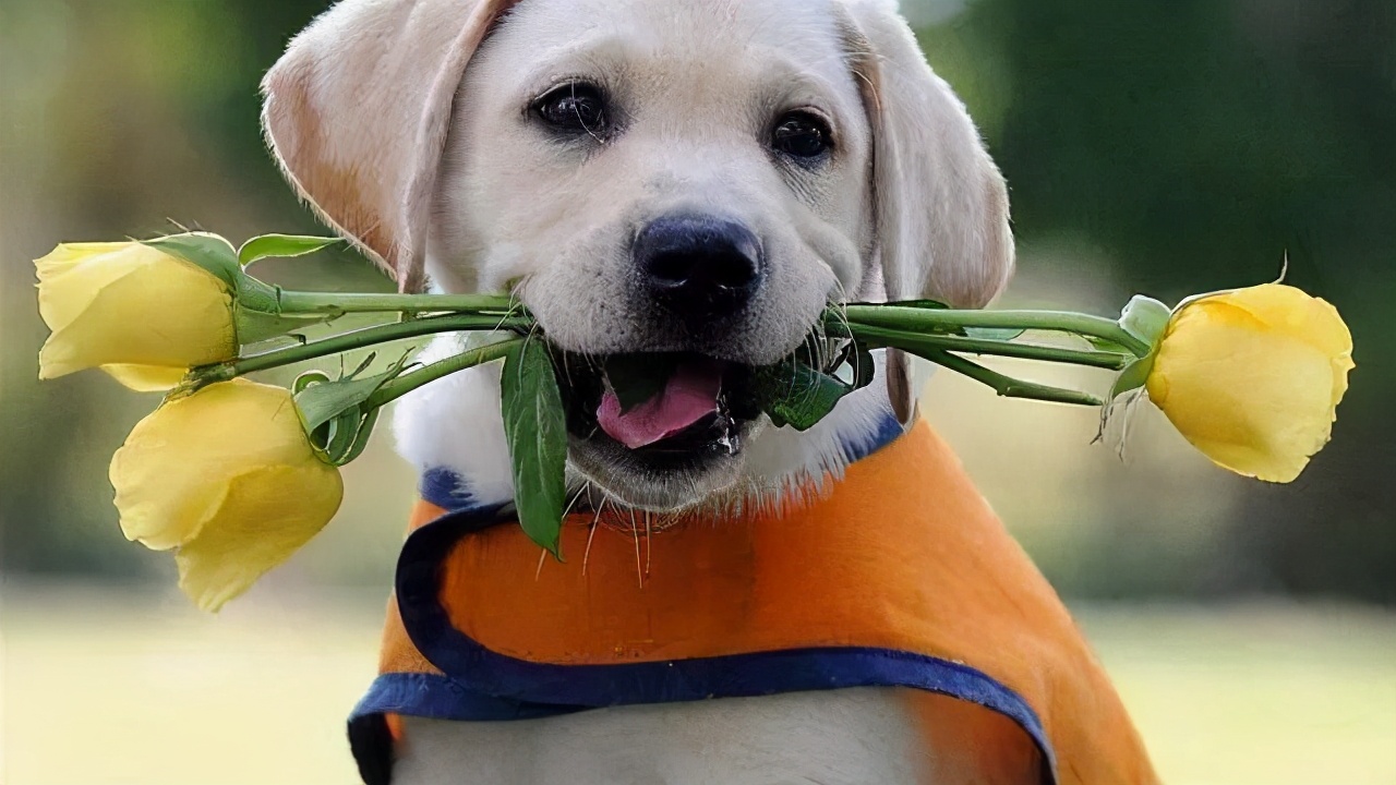 忠诚狗狗的名字叫什么,只对女主人忠诚的狗狗