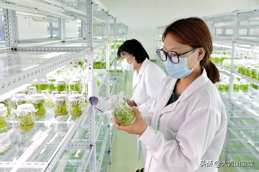 内蒙古乌兰察布市马铃薯种植过程,乌兰察布马铃薯种植基地联系方式