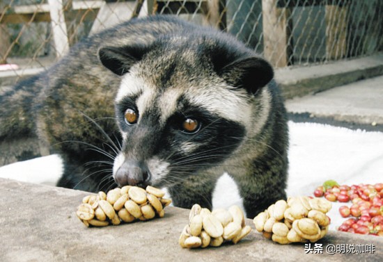 你听说过猫屎咖啡吗,猫屎咖啡的真相