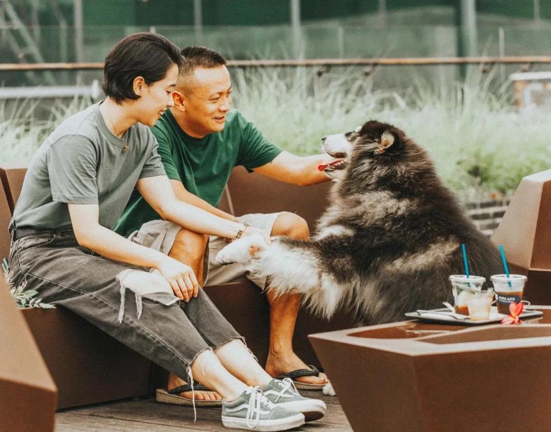 爱宠大机密作战计划,爱宠大作战作战计划