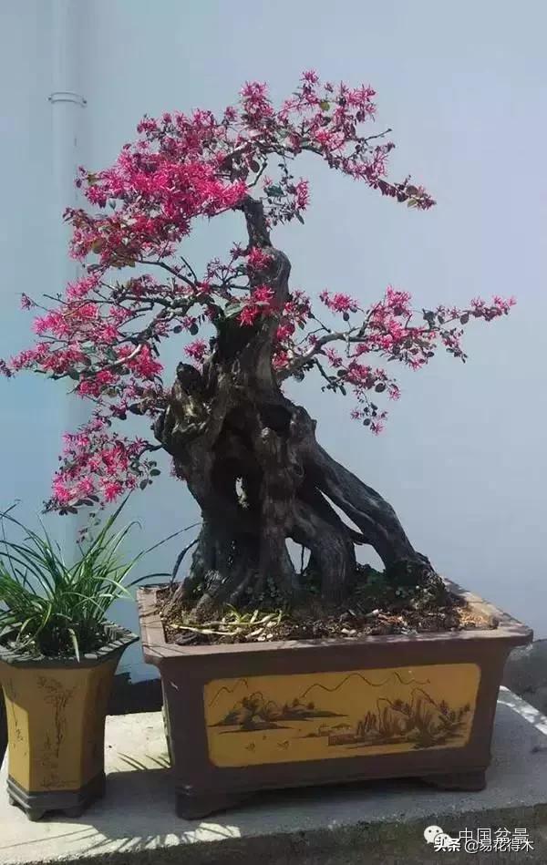 椤剁骇鐧借姳妾垫湪鐩嗘櫙,鐧借姳妾垫湪鐩嗘櫙鏋湪閫㈡槬