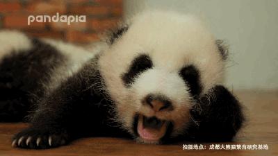 围观中国网红神兽羞羞视频，这是什么特殊爱好？