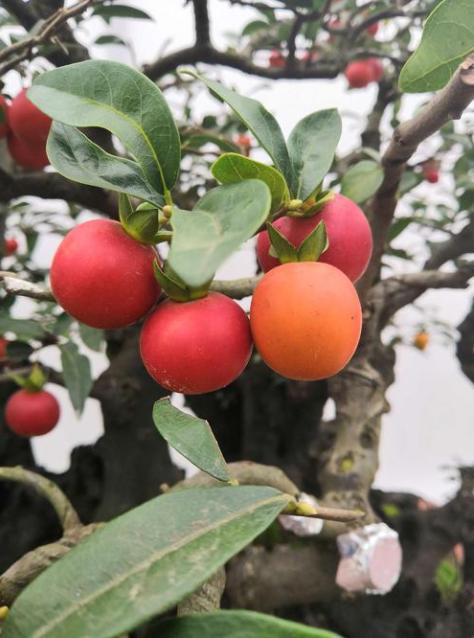 金弹子怎么养护才能开花结果,金弹子开花挂果注意事项