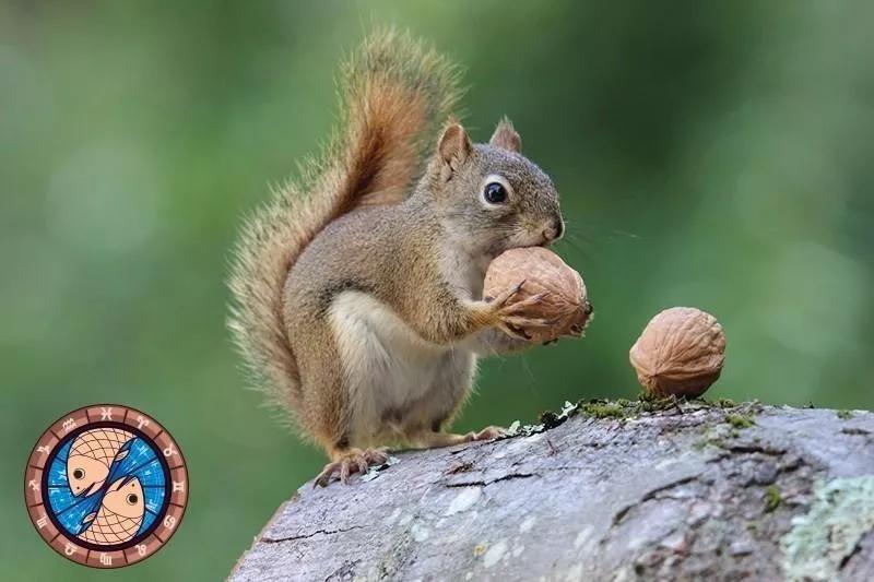 十二星座运势野兽,如何知道自己星座最适合的动物