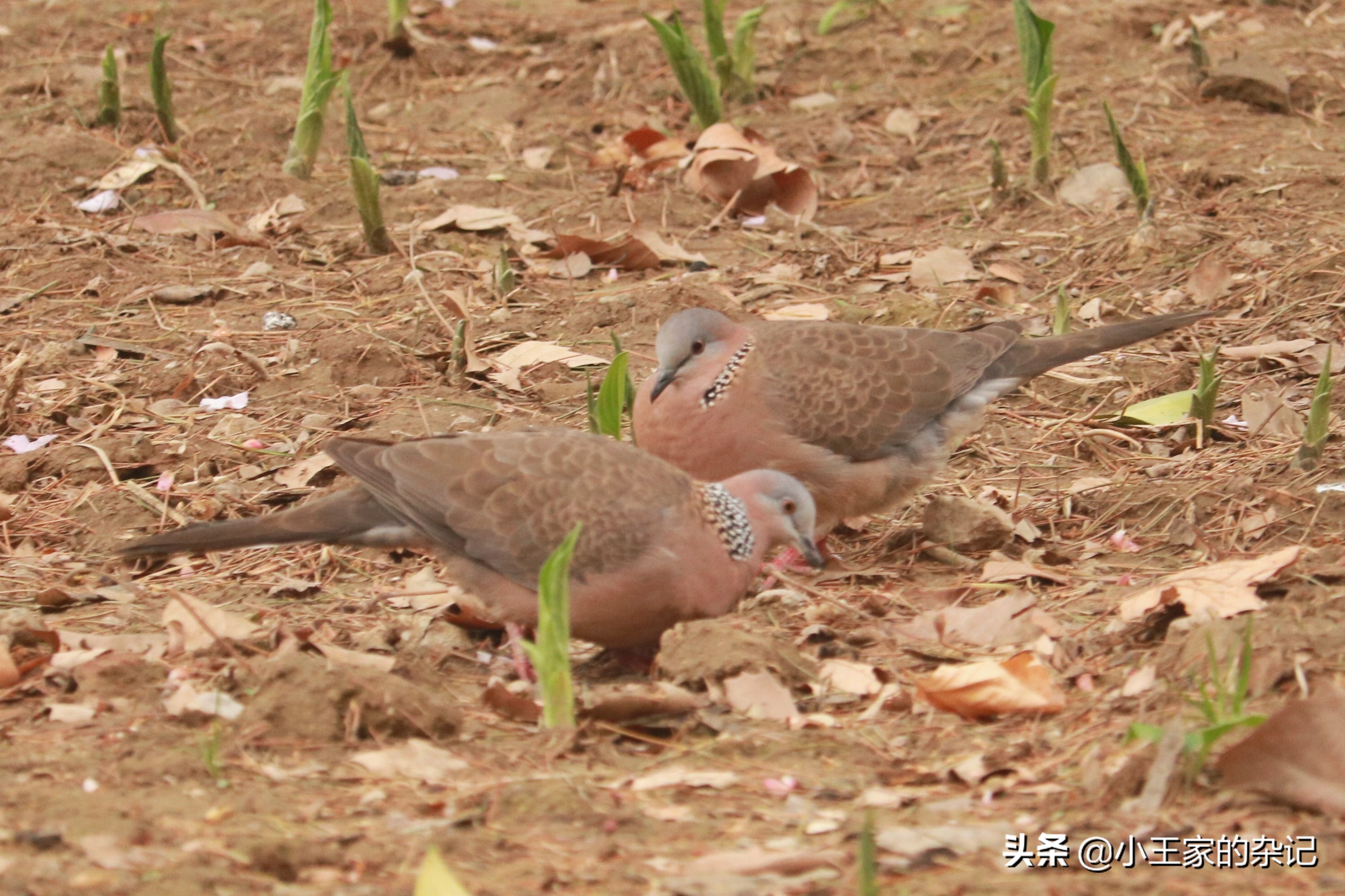 国际爱鸟日天桥岭,国际爱鸟日