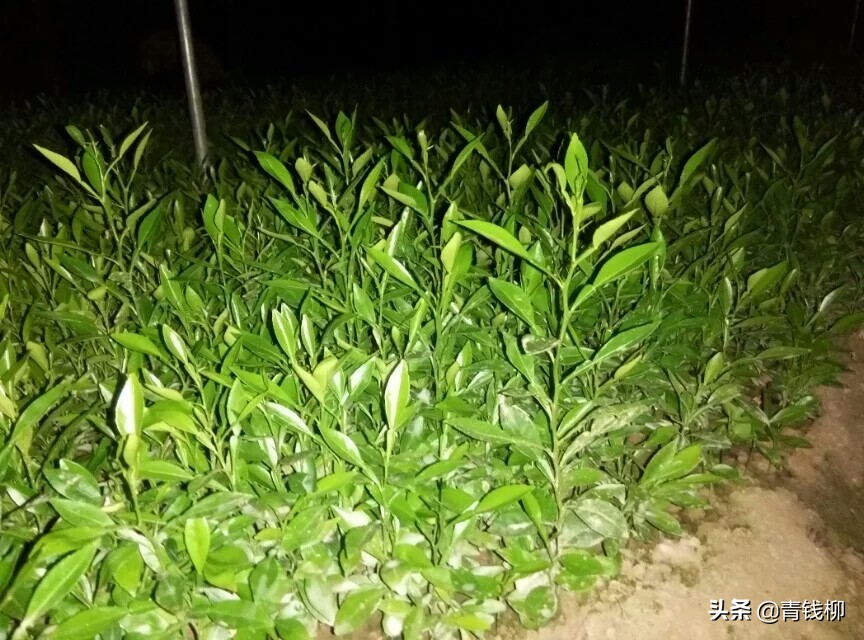 柑橘增效配套技术