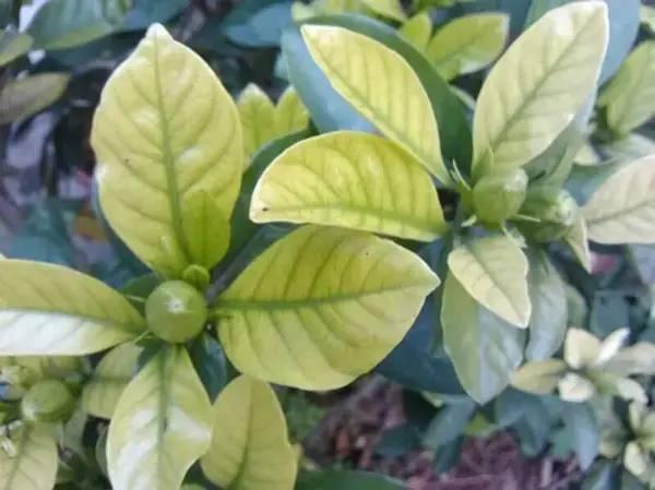 50种过期药品养花不生虫,5种过期的药养花