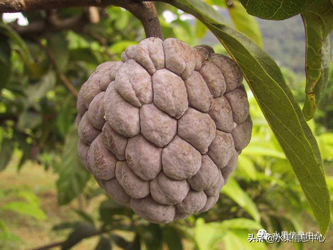 目前释迦最好的品种,粉色释迦