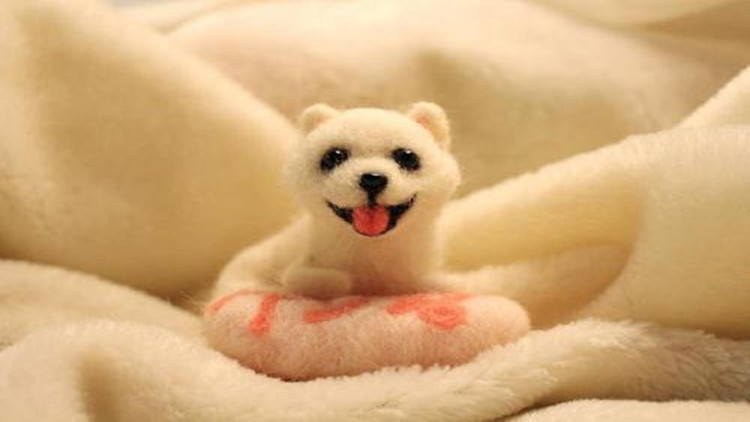 5招手把手教你如何防治跳蚤