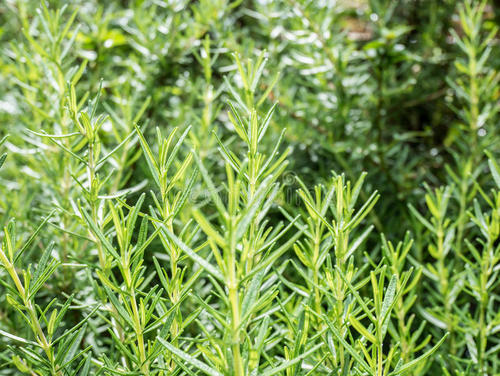 粉刺好了怎么防治痘坑,粉刺留的疤怎么去除