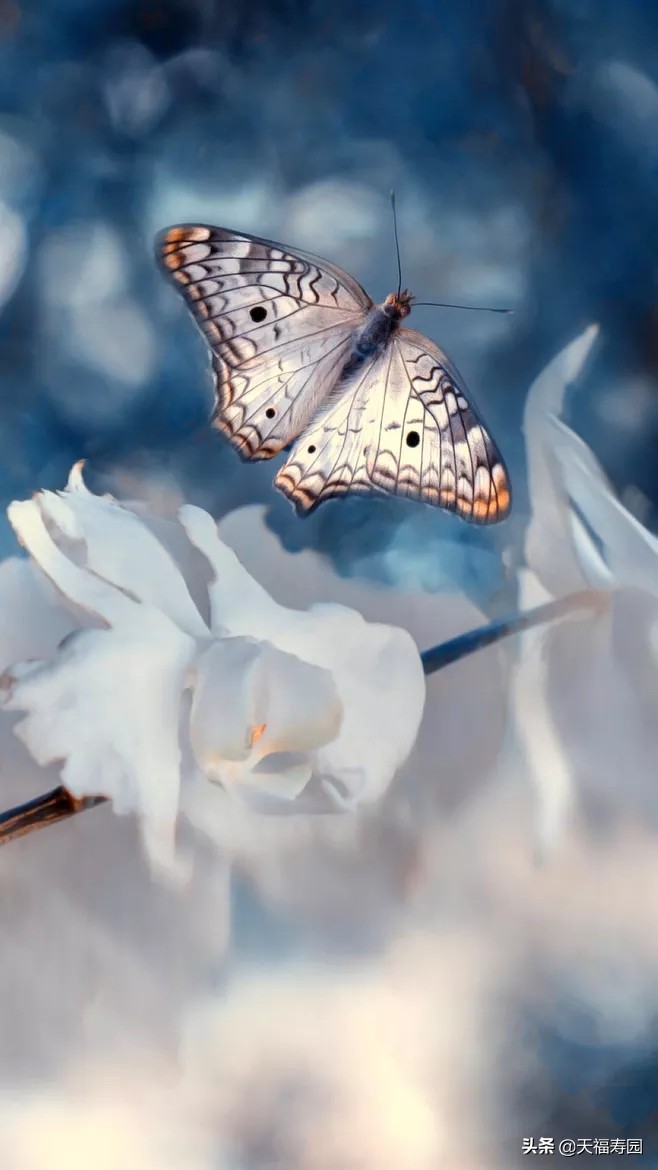 亲人即将病逝我能做些什么,亲人去世后应该做些什么