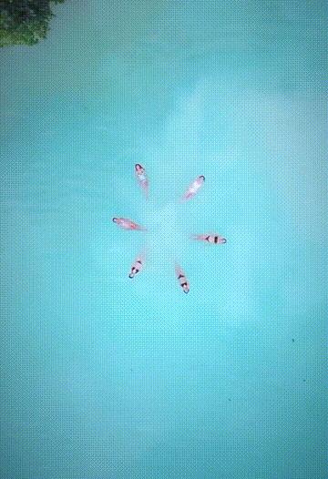 潜水圣地推荐帕劳,帕劳潜水旅游攻略