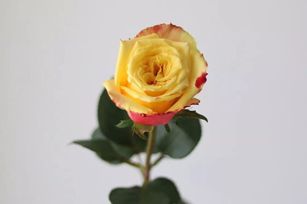 花店常用玫瑰花品种大全,一篇文章带你认识三亚40种花