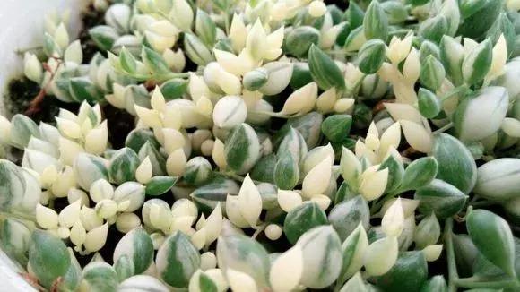 多肉吊兰哪种比较好养,哪种吊兰多肉耐寒耐晒