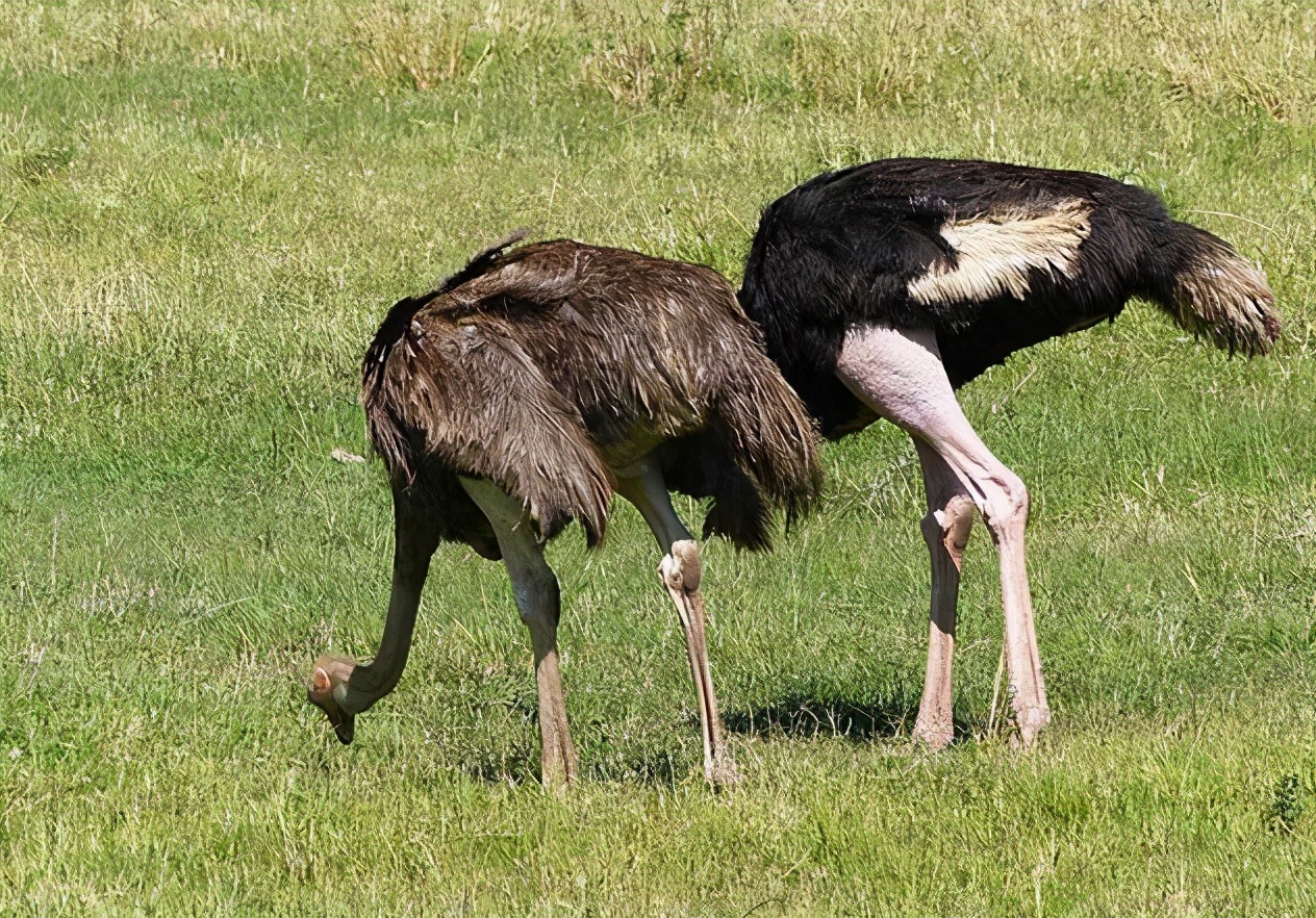鸵鸟遇到危险为什么把头埋到土里,鸵鸟遇到危险时是怎么躲避的