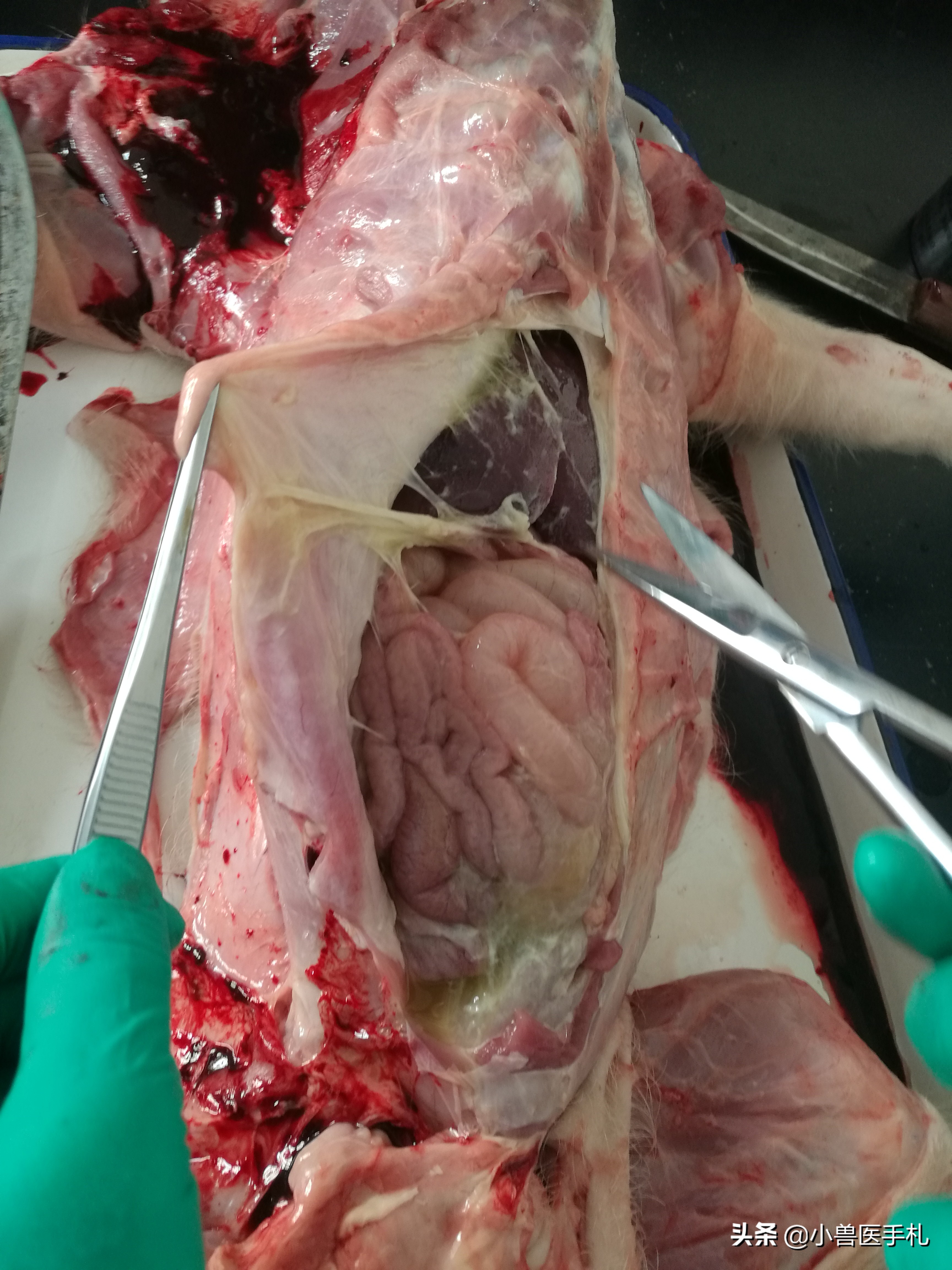 猪：副猪、链球菌、沙门、PCV、MHP病例分享