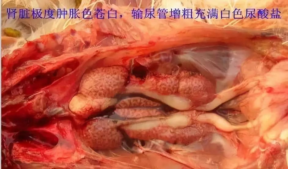 家禽常见疾病及检测方法书籍,家禽疾病如何检测