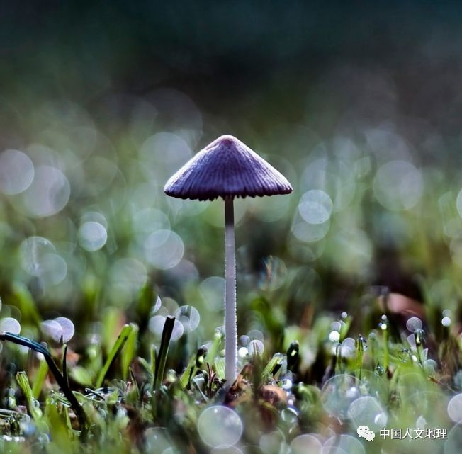 摄影彩色蘑菇,摄影师拍摄迷你蘑菇