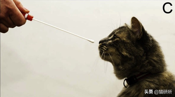 猫妈妈会认出长大的小猫吗,猫妈妈会认得长大后的孩子吗