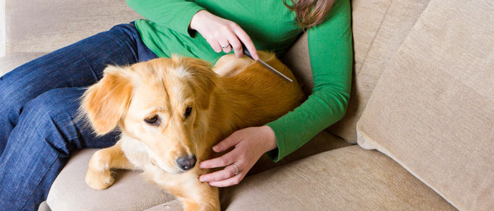 狗狗哪种皮肤病最难治疗,短毛狗容易得皮肤病