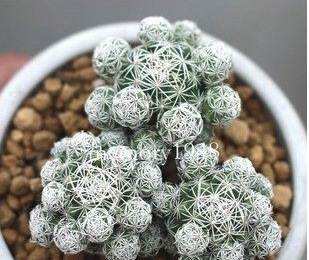 101个仙人球品种,101种仙人球开花图片