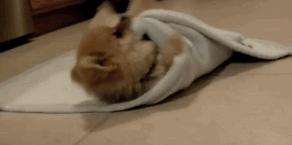 怎样的卵子是优质卵子,什么样的卵子最好的