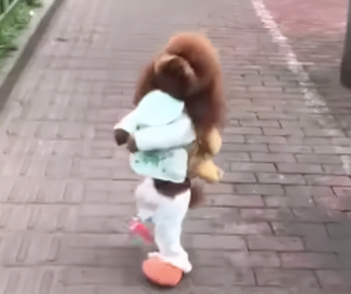 泰迪老是拱屁股怎么回事,泰迪头拱地脚刨地为什么