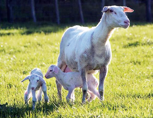 “脑黄金”成各*奶大**粉品牌标配母乳优势仍然甩配方奶粉一条街