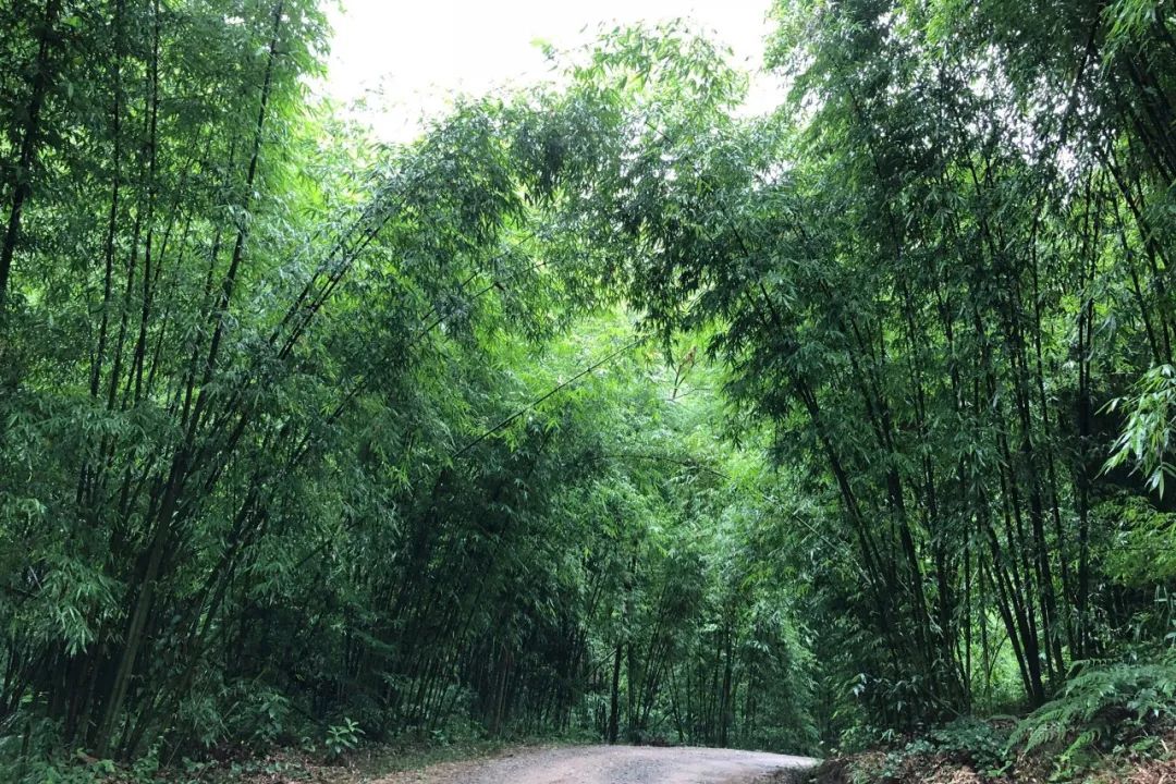 沐川竹海看雪,沐川竹海游玩视频