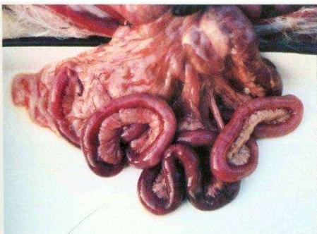 犬细小病毒病的英文,犬细小病毒病的临床分析与防治