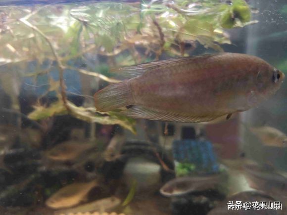 为什么鱼缸的鱼一直攻击别的鱼,观赏鱼老是咬其他的鱼还值得养吗