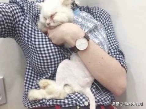 垃圾桶内传出一阵阵猫叫，打开一看，居然是一只面部溃烂的猫咪