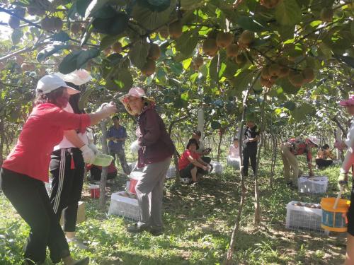 农发行眉县支行加强信贷力度支持猕猴桃全产业链发展