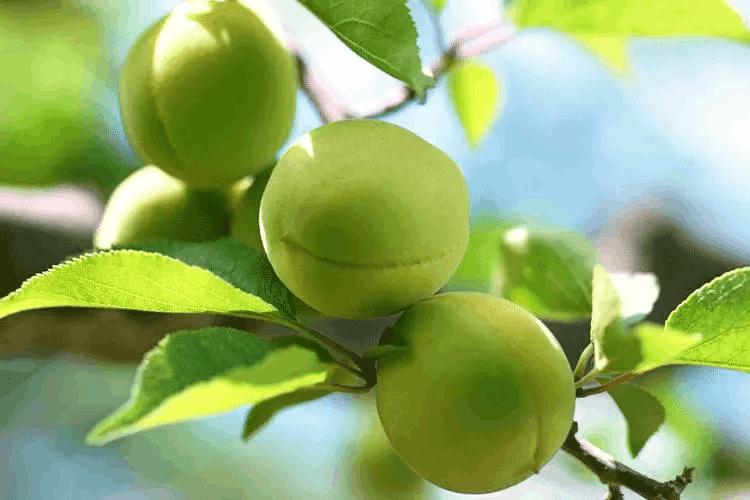 二十四节气立夏ppt课件免费,二十四节气立夏视频