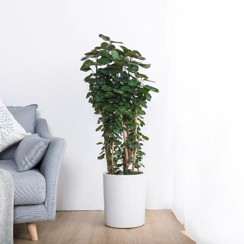 新家种什么盆栽净化空气,家里卧室适合养的盆栽