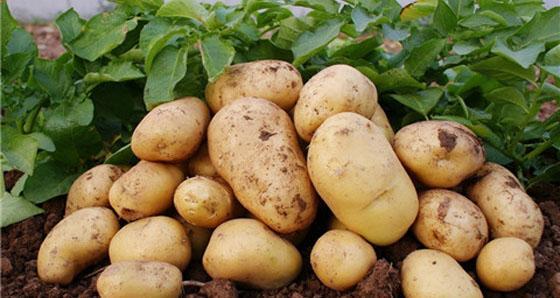 你真的了解猹吗,你对土豆了解多少