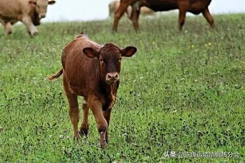 生物燃料的作用和用途,生物燃料的前景看法