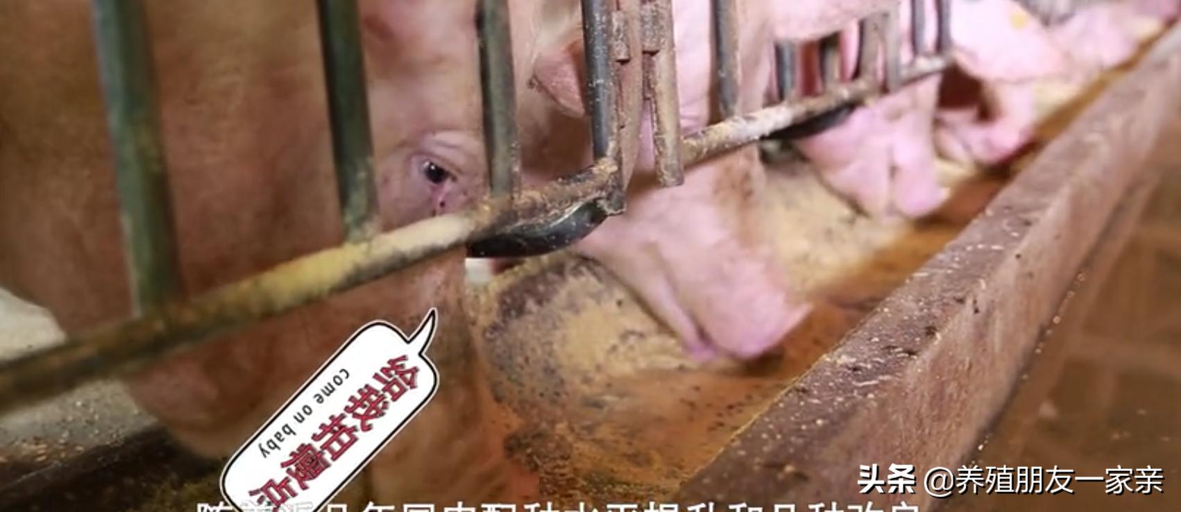 配种后，这7个动作容易让母猪流产，快看看你有在做吗？