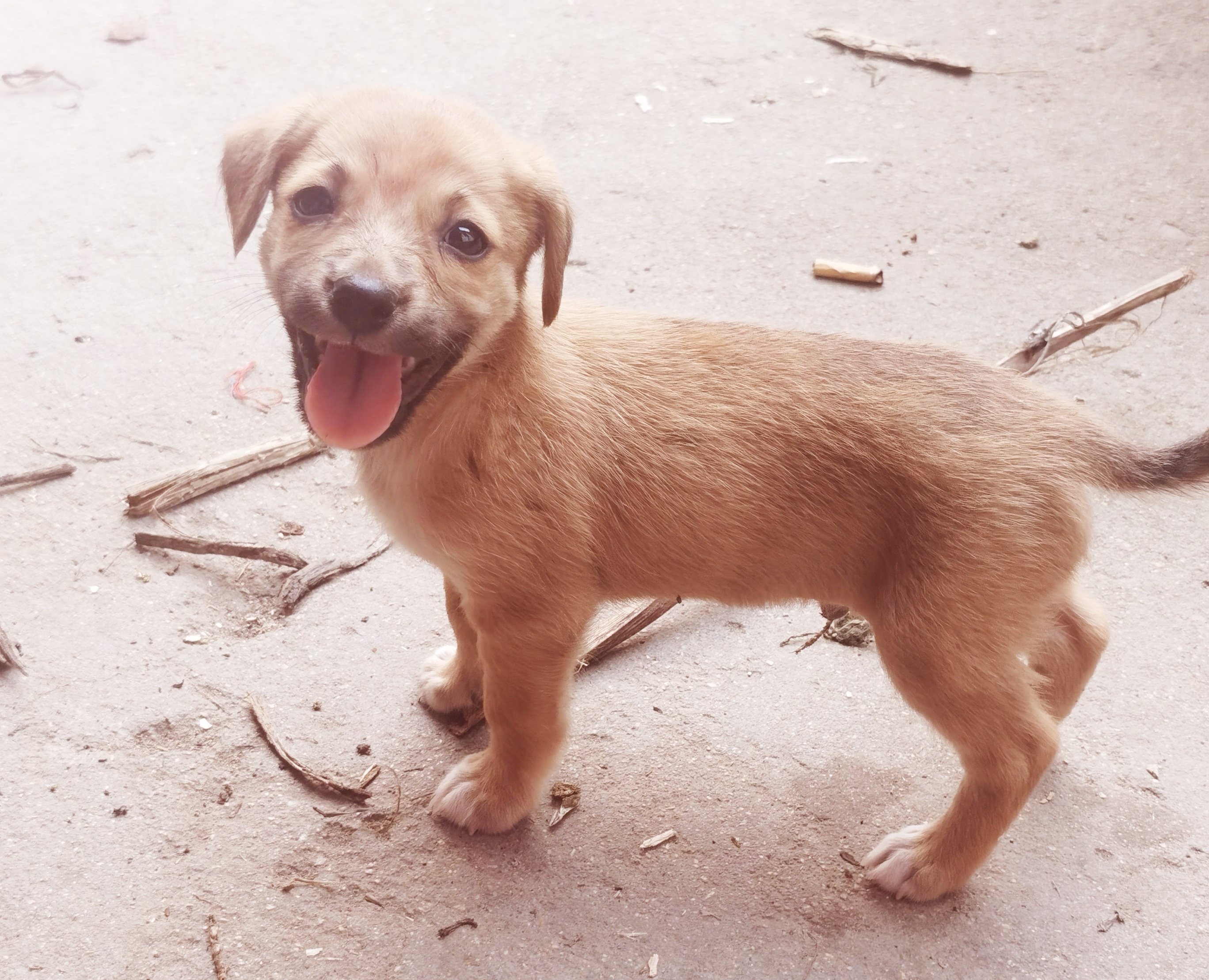 为什么都不愿意养狗了,为什么现在都不爱养狗了