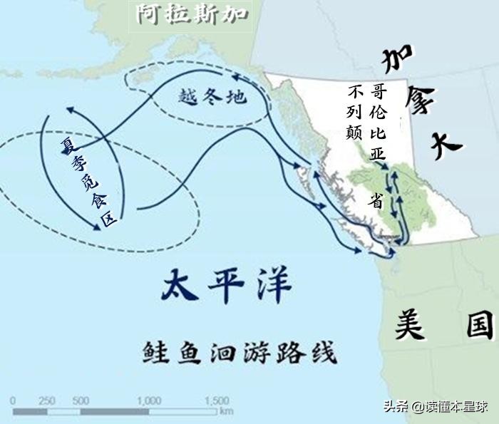 被人类吃到濒临灭绝的生物,被人类吃灭绝的凶猛的鱼
