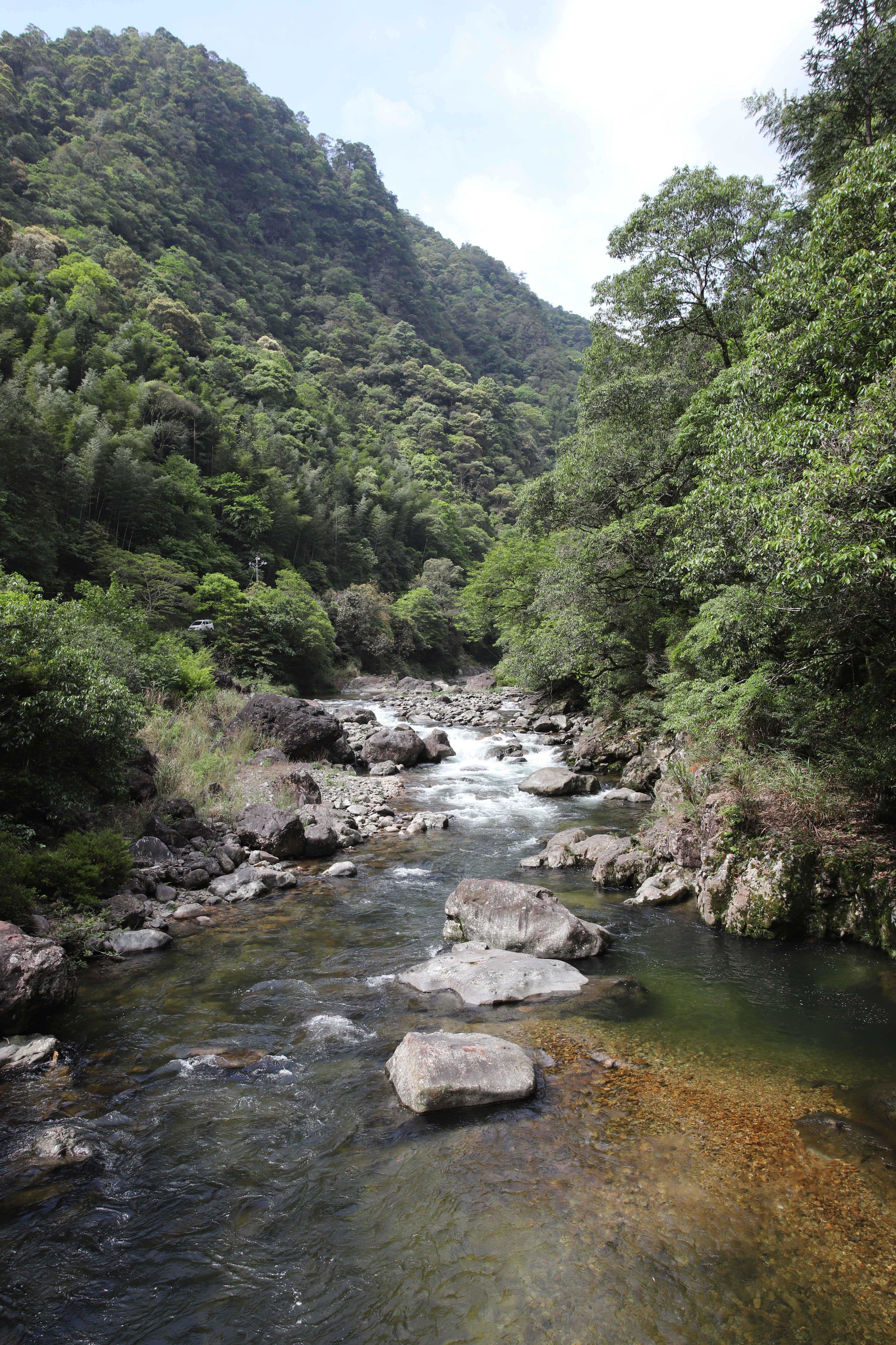 正宗武夷山桐木关武夷野茶,武夷山桐木关红茶野茶