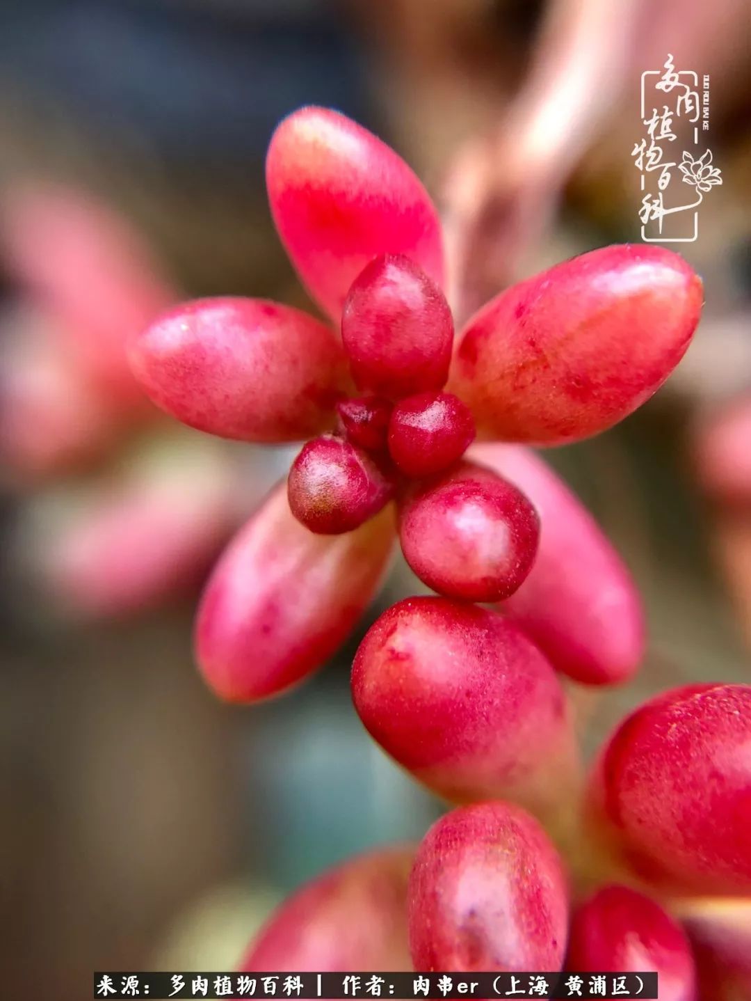 怎么用原相机拍多肉更好看,多肉怎么拍摄好看