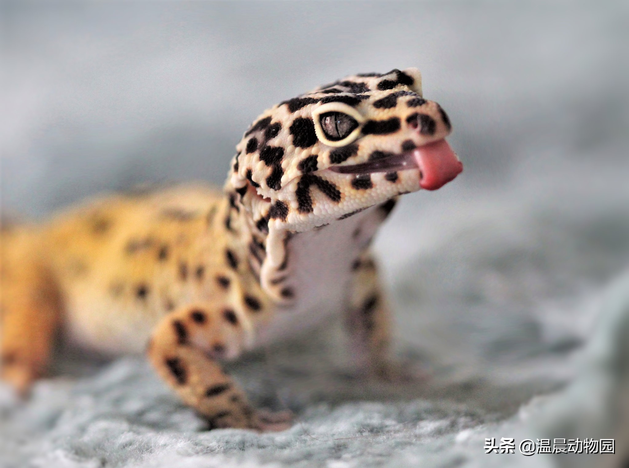 豹纹守宫为什么长得像别的蜥蜴,豹纹守宫蜥蜴到底有多聪明