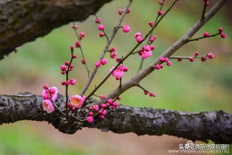 南京梅花山梅花开了吗,来南京梅花山赏梅花