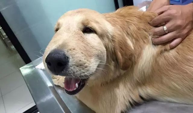 宠物打疫苗过敏用什么药脱敏,宠物打疫苗有什么不良反应