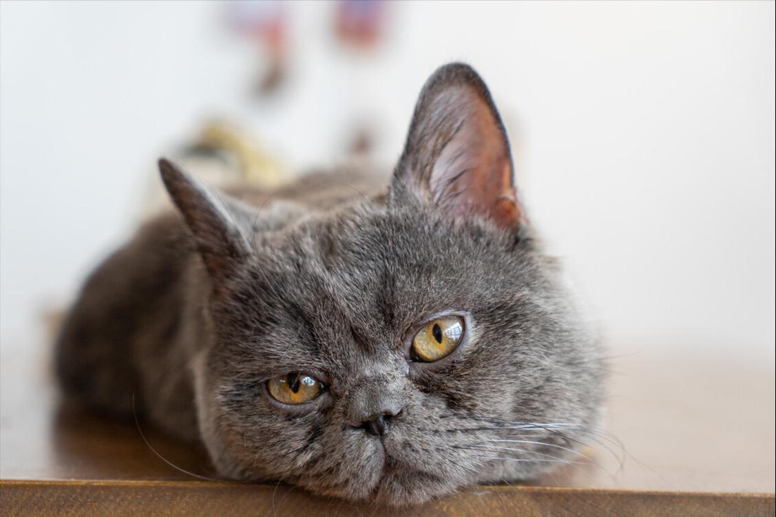 猫主子不听话怎么解决,猫主子不睡猫窝怎么办