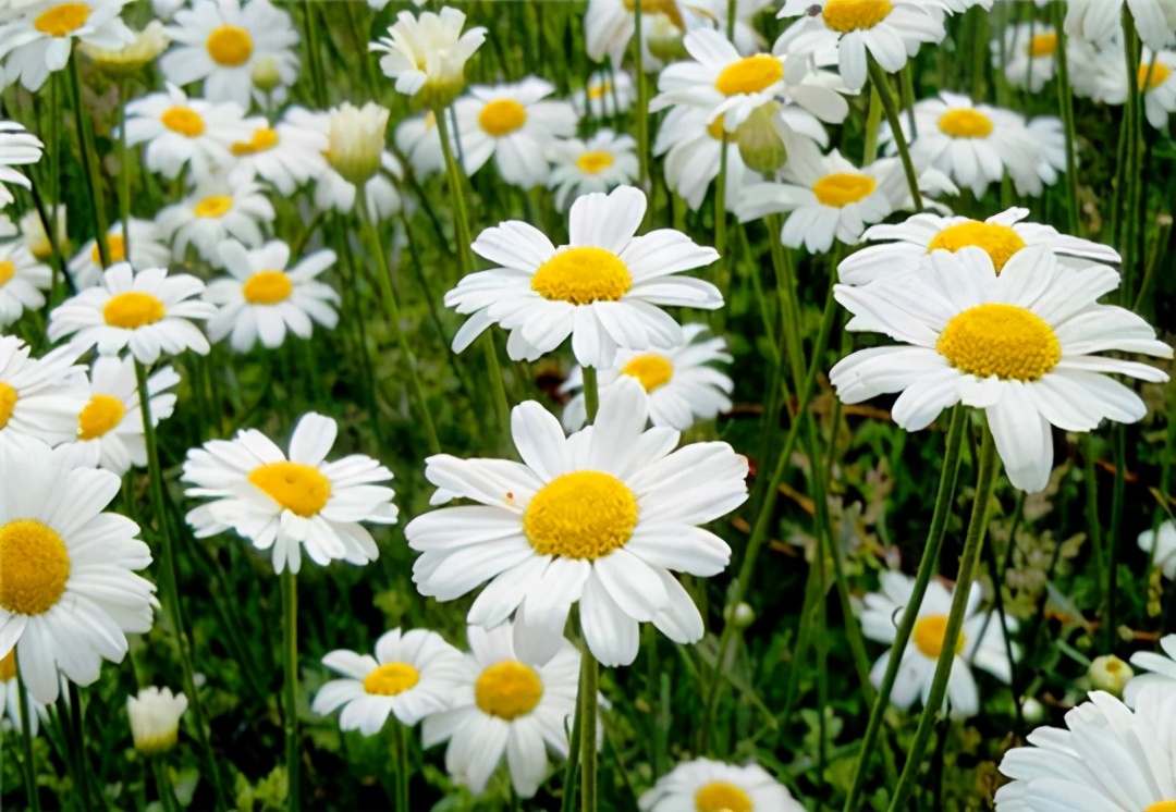 马斯克15年内培育出恐龙,埃隆马斯克复活恐龙计划