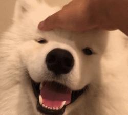 金毛哈士奇萨摩阿拉斯加,哈士奇阿拉斯加萨摩拉雪橇视频